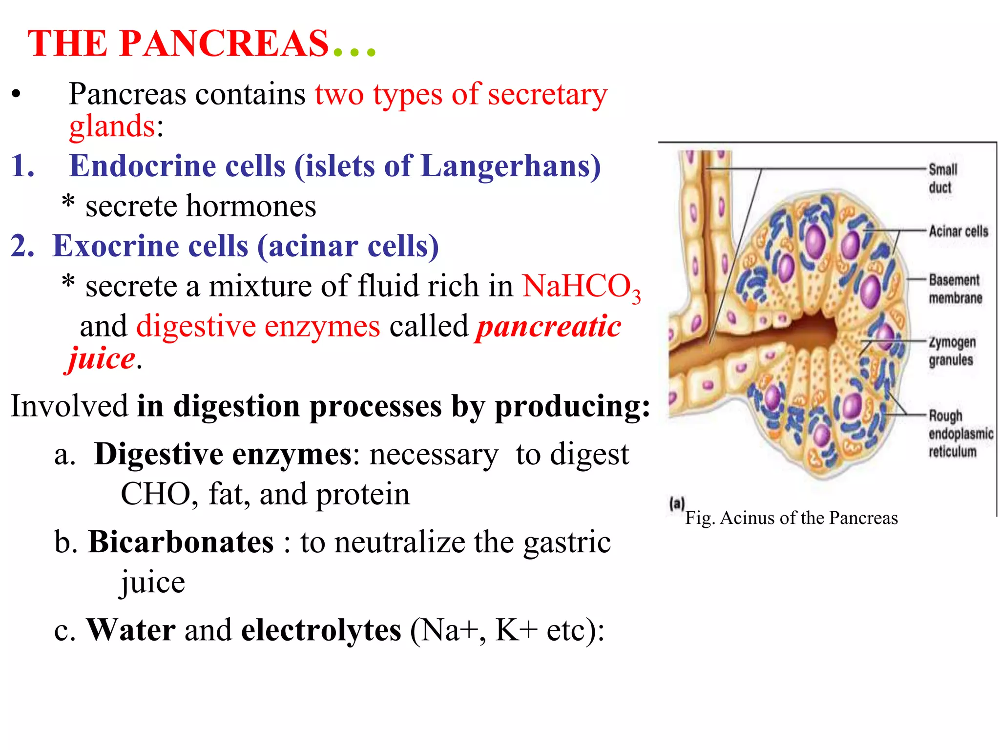 THE PANCREAS…
• Pancreas contains two types of secretary
glands:
1. Endocrine cells (islets of Langerhans)
* secrete hormones
2. Exocrine cells (acinar cells)
* secrete a mixture of fluid rich in NaHCO3
and digestive enzymes called pancreatic
juice.
Involved in digestion processes by producing:
a. Digestive enzymes: necessary to digest
CHO, fat, and protein
b. Bicarbonates : to neutralize the gastric
juice
c. Water and electrolytes (Na+, K+ etc):
Fig. Acinus of the Pancreas
 