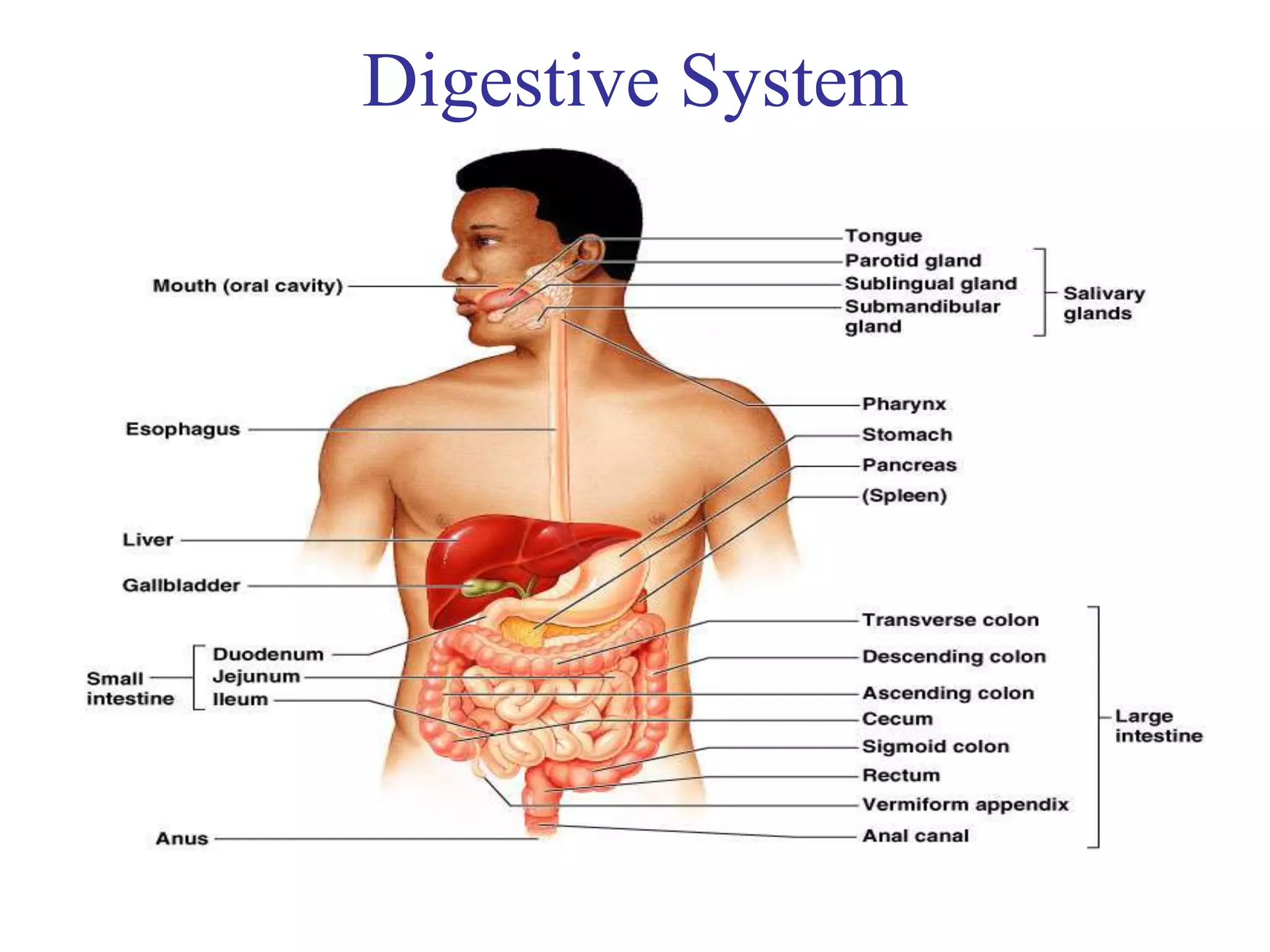 Digestive System
 