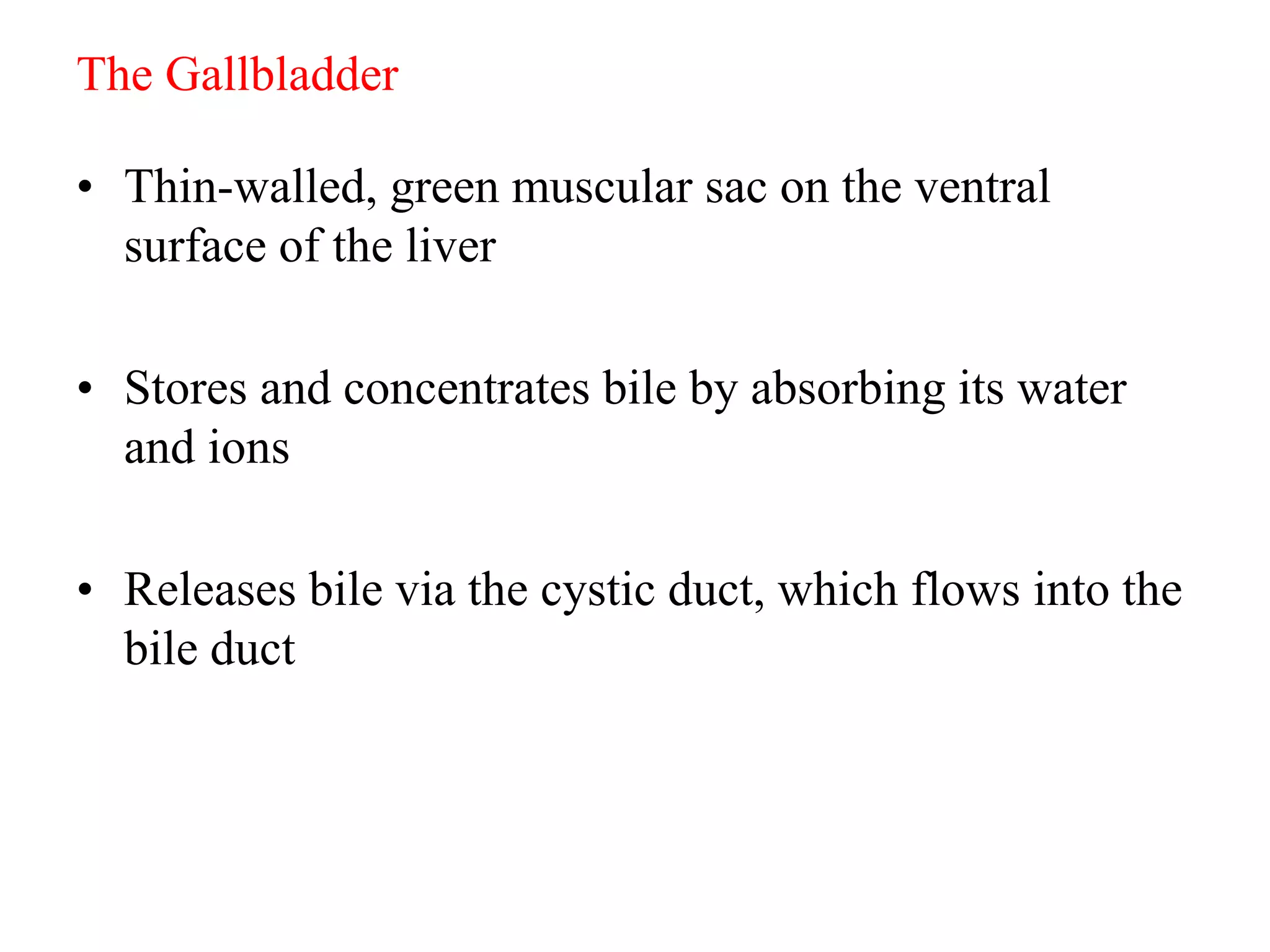The Gallbladder
• Thin-walled, green muscular sac on the ventral
surface of the liver
• Stores and concentrates bile by absorbing its water
and ions
• Releases bile via the cystic duct, which flows into the
bile duct
 