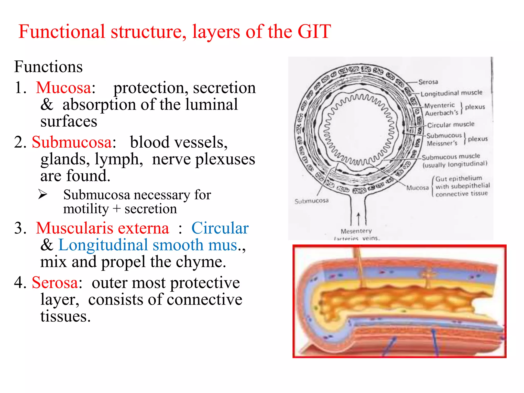 Functional structure, layers of the GIT
Functions
1. Mucosa: protection, secretion
& absorption of the luminal
surfaces
2. Submucosa: blood vessels,
glands, lymph, nerve plexuses
are found.
 Submucosa necessary for
motility + secretion
3. Muscularis externa : Circular
& Longitudinal smooth mus.,
mix and propel the chyme.
4. Serosa: outer most protective
layer, consists of connective
tissues.
 