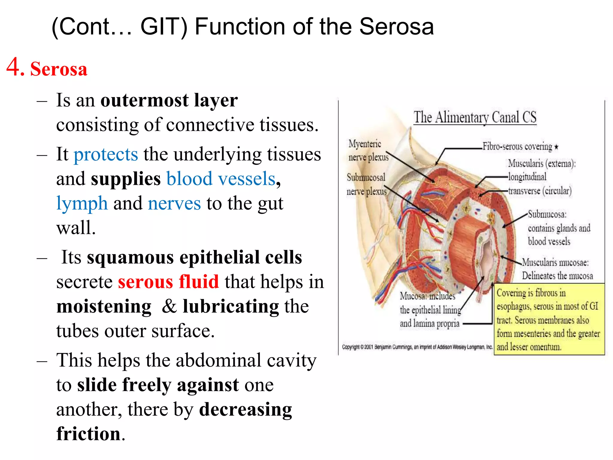 (Cont… GIT) Function of the Serosa
4. Serosa
– Is an outermost layer
consisting of connective tissues.
– It protects the underlying tissues
and supplies blood vessels,
lymph and nerves to the gut
wall.
– Its squamous epithelial cells
secrete serous fluid that helps in
moistening & lubricating the
tubes outer surface.
– This helps the abdominal cavity
to slide freely against one
another, there by decreasing
friction.
 