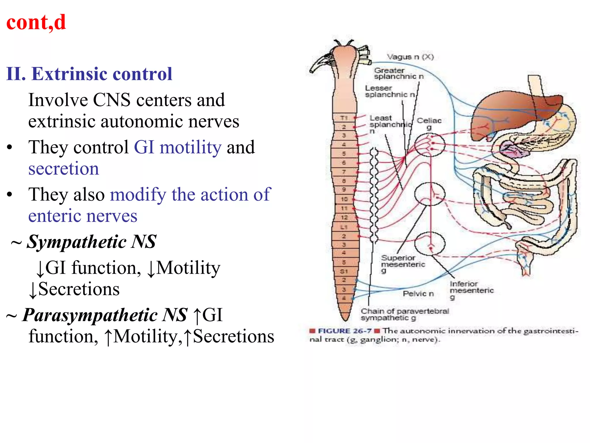 cont,d
II. Extrinsic control
Involve CNS centers and
extrinsic autonomic nerves
• They control GI motility and
secretion
• They also modify the action of
enteric nerves
~ Sympathetic NS
↓GI function, ↓Motility
↓Secretions
~ Parasympathetic NS ↑GI
function, ↑Motility,↑Secretions
 