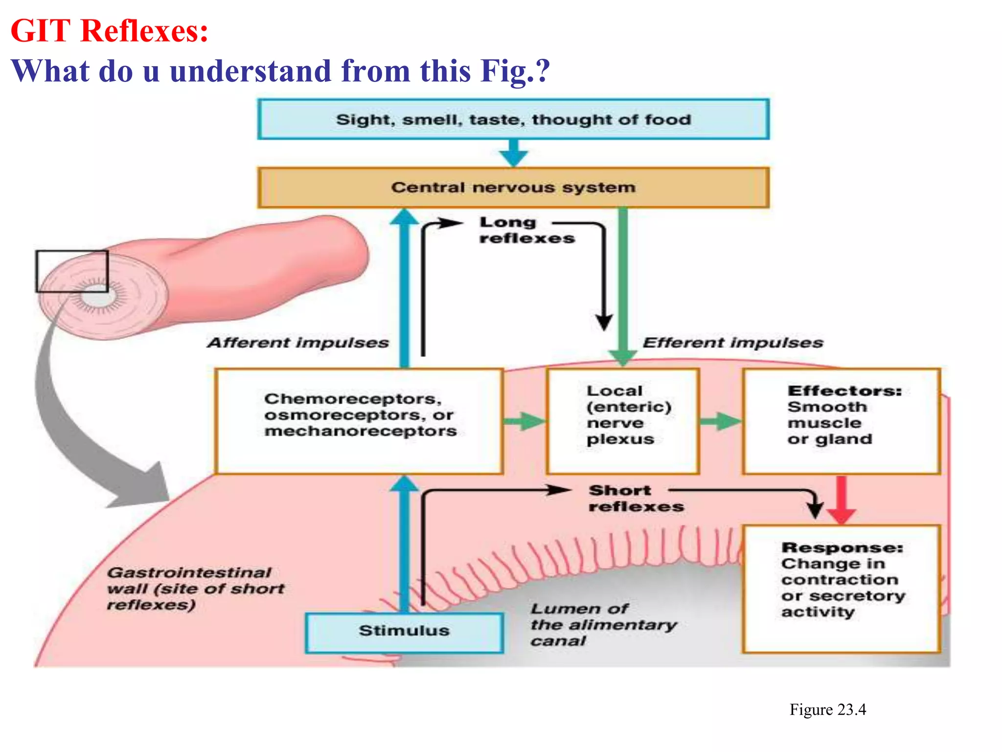 GIT Reflexes:
What do u understand from this Fig.?
Figure 23.4
 