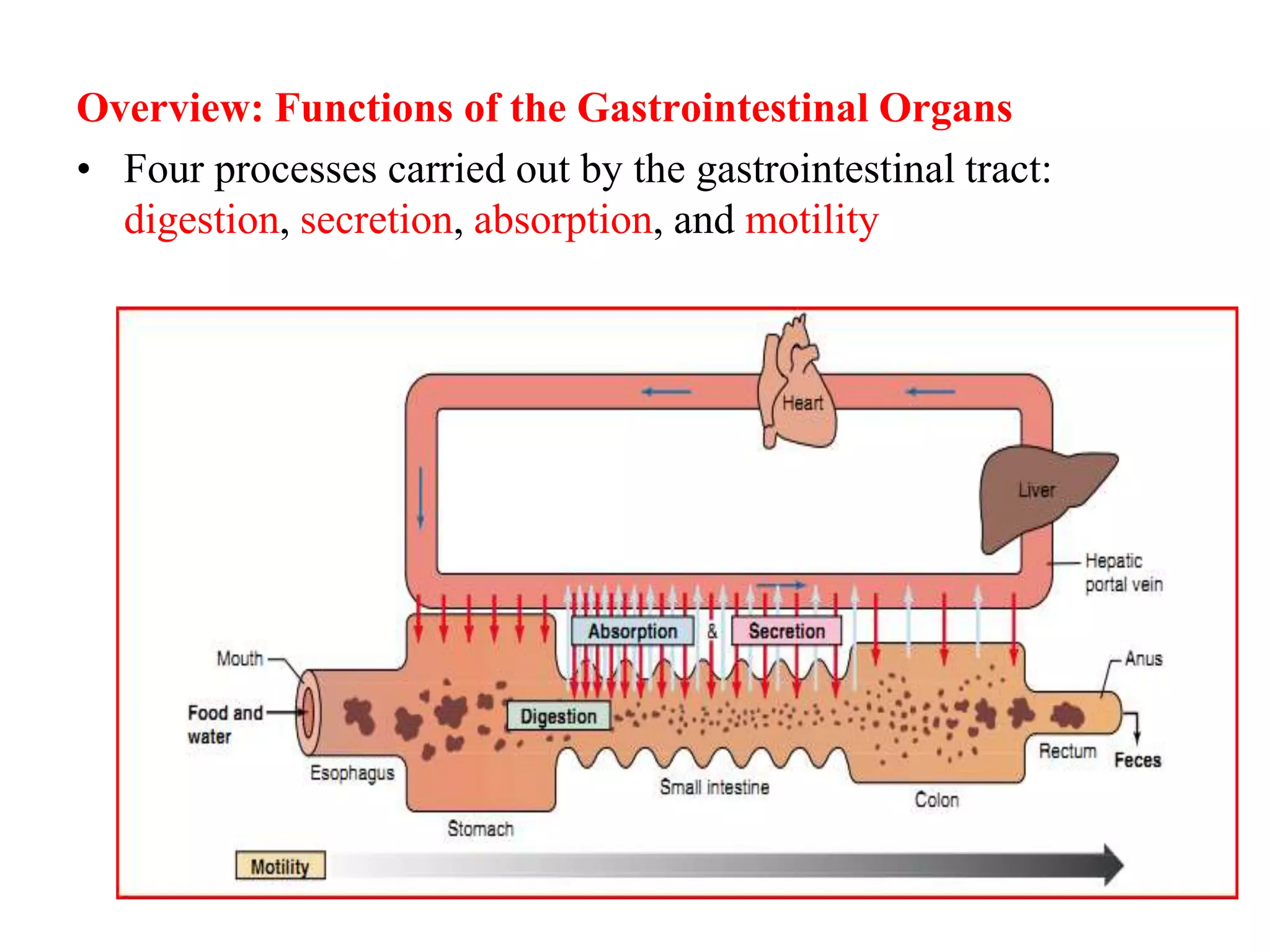 Overview: Functions of the Gastrointestinal Organs
• Four processes carried out by the gastrointestinal tract:
digestion, secretion, absorption, and motility
 