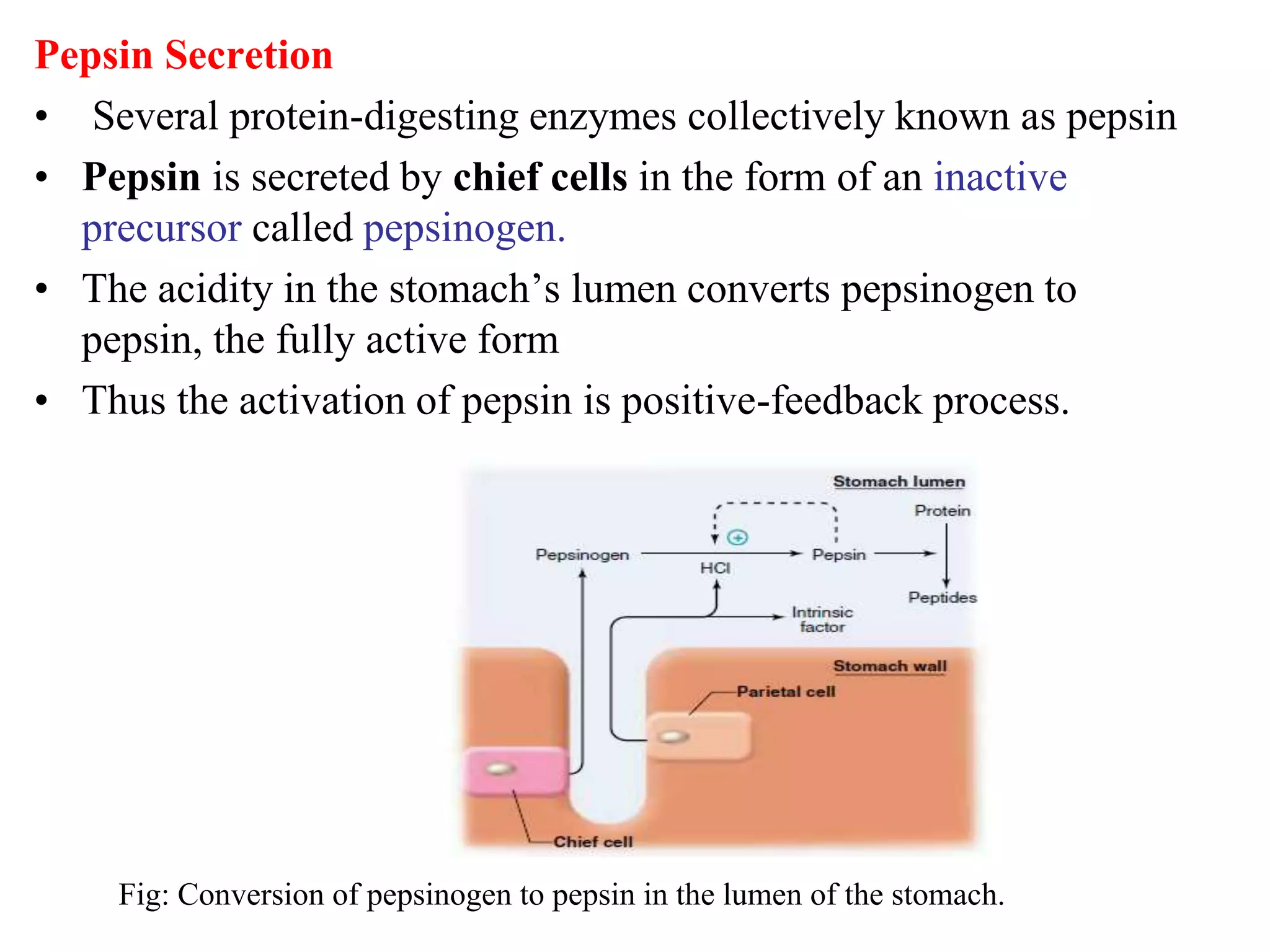 Pepsin Secretion
• Several protein-digesting enzymes collectively known as pepsin
• Pepsin is secreted by chief cells in the form of an inactive
precursor called pepsinogen.
• The acidity in the stomach’s lumen converts pepsinogen to
pepsin, the fully active form
• Thus the activation of pepsin is positive-feedback process.
Fig: Conversion of pepsinogen to pepsin in the lumen of the stomach.
 