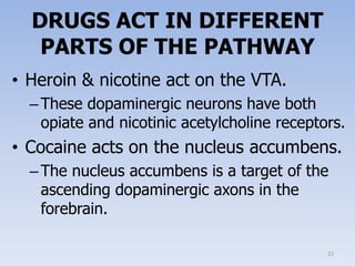 Physiology of drug addiction | PPTX