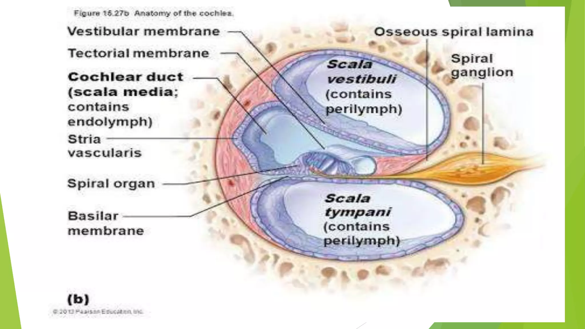 Pyramis Ear Physiology of ear | PPTX