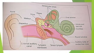 Physiology of ear | PPTX