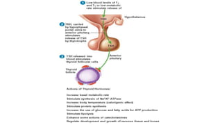Tp Flag Physiology of pituitary gland | PPTX