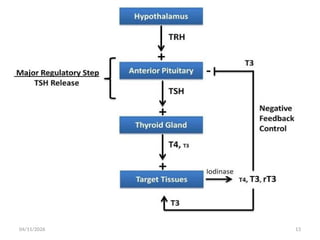 Comprehensive Overview of Thyroid Gland Physiology and Regulation | PPTX