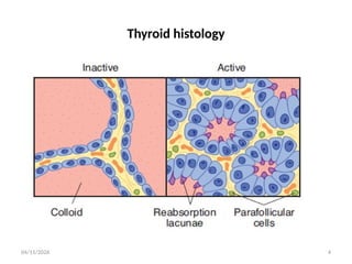 Comprehensive Overview of Thyroid Gland Physiology and Regulation | PPTX