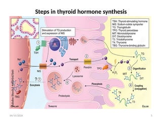 Comprehensive Overview of Thyroid Gland Physiology and Regulation | PPTX