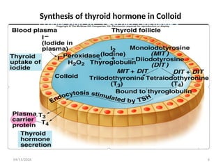 Comprehensive Overview of Thyroid Gland Physiology and Regulation | PPTX