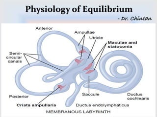 Physiology of Equilibrium 
- Dr. Chintan 
 