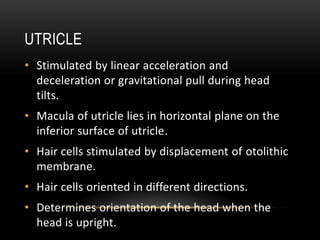 Physiology of equilibrium - Vestibular System | PPTX