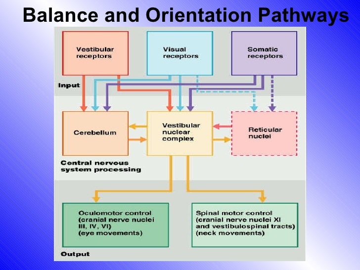 Physiology of equilibrium & balance