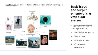 Physiology of Equilibrium ppt presentation.pptx