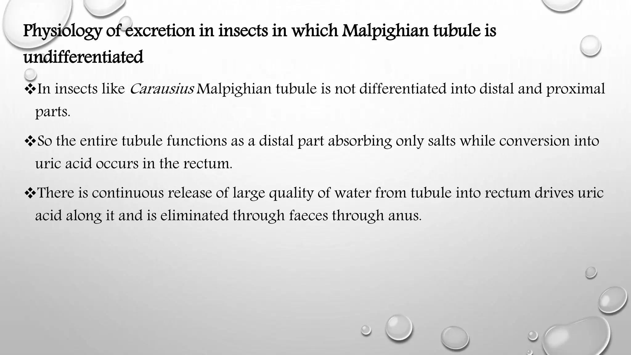 Physiology of excretion in insects | PPTX