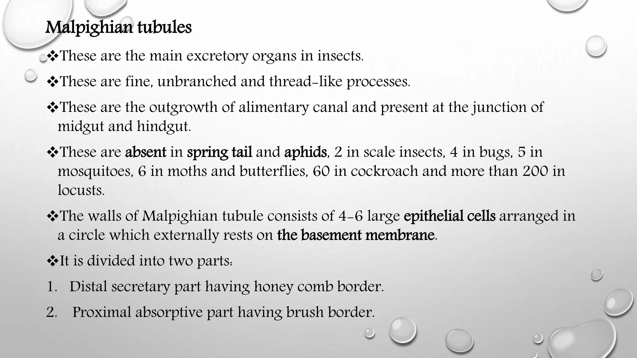 Physiology of excretion in insects | PPTX
