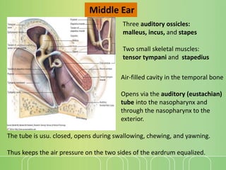 Physiology of external, middle and inner ear | PPT