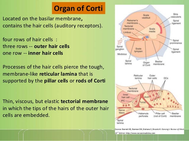Physiology of external, middle and inner ear