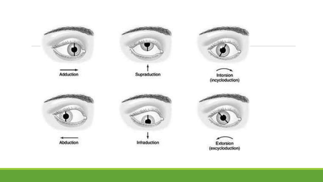 Physiology of eye | PPTX | Eye and Vision Conditions | Diseases and ...
