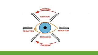 Inward Rotation Of Eye Physiology of eye | PPTX