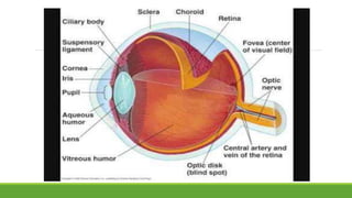 Physiology of eye | PPTX