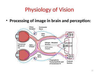 physiology of eye.ppt visual processsing | PPT