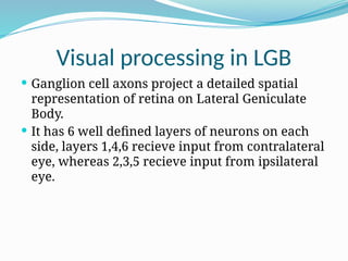 Contralateral Processing For Vision Comprehensive Physiology of the Human Eye: Vision Mechanisms and Visual ...