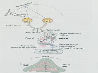 Comprehensive Physiology of the Human Eye: Vision Mechanisms and Visual ...