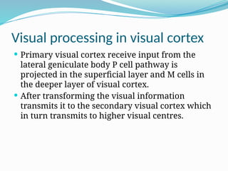 Comprehensive Physiology of the Human Eye: Vision Mechanisms and Visual ...
