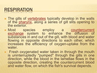 Physiology of fishes | PPTX