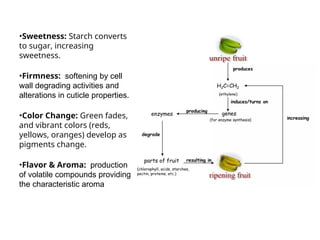 physiology of fruit ripening changes during ripening | PPT