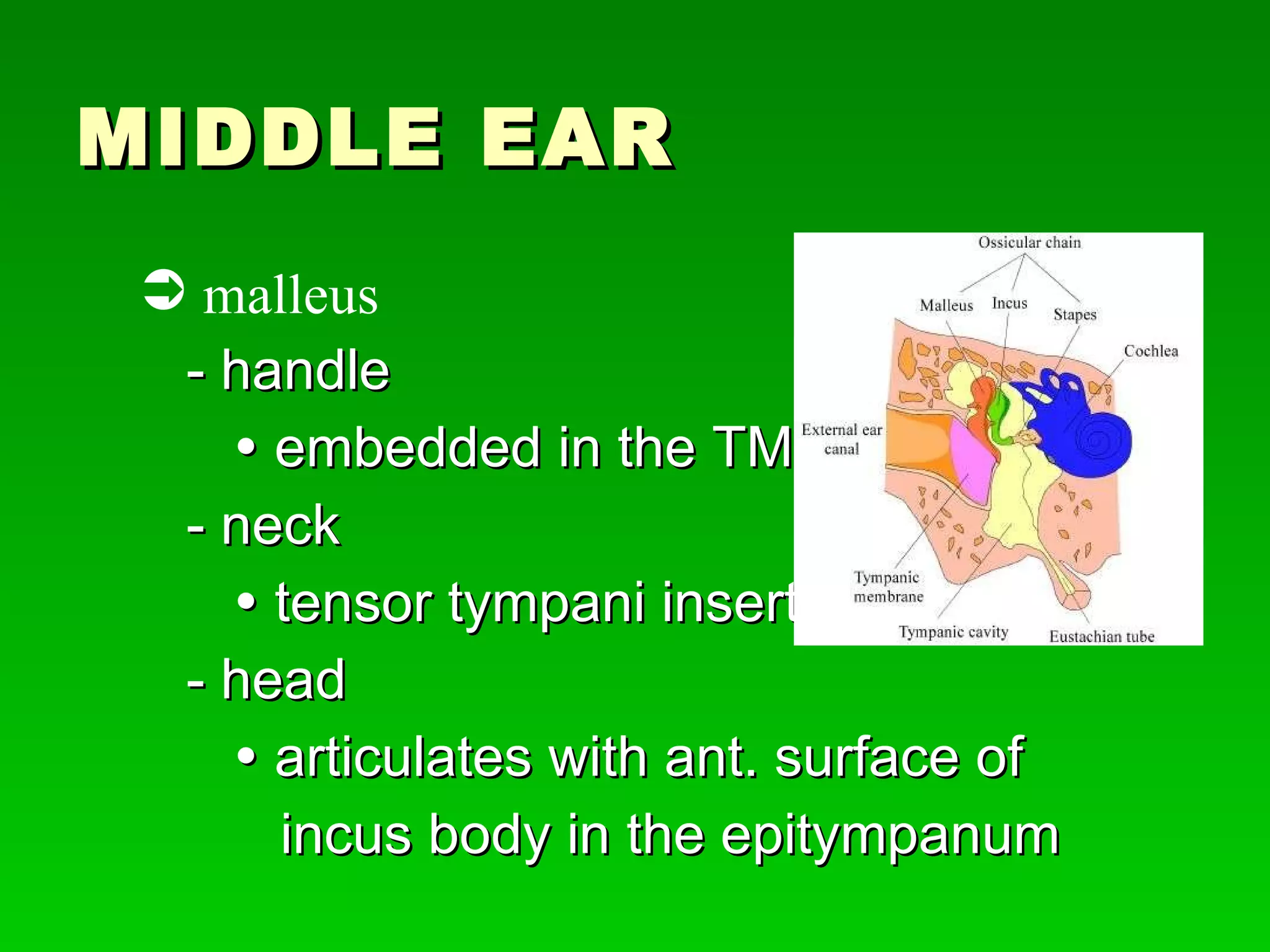 MIDDLE EAR - handle    embedded in the TM - neck    tensor tympani inserts - head     articulates with ant. surface of  incus body in the epitympanum malleus 