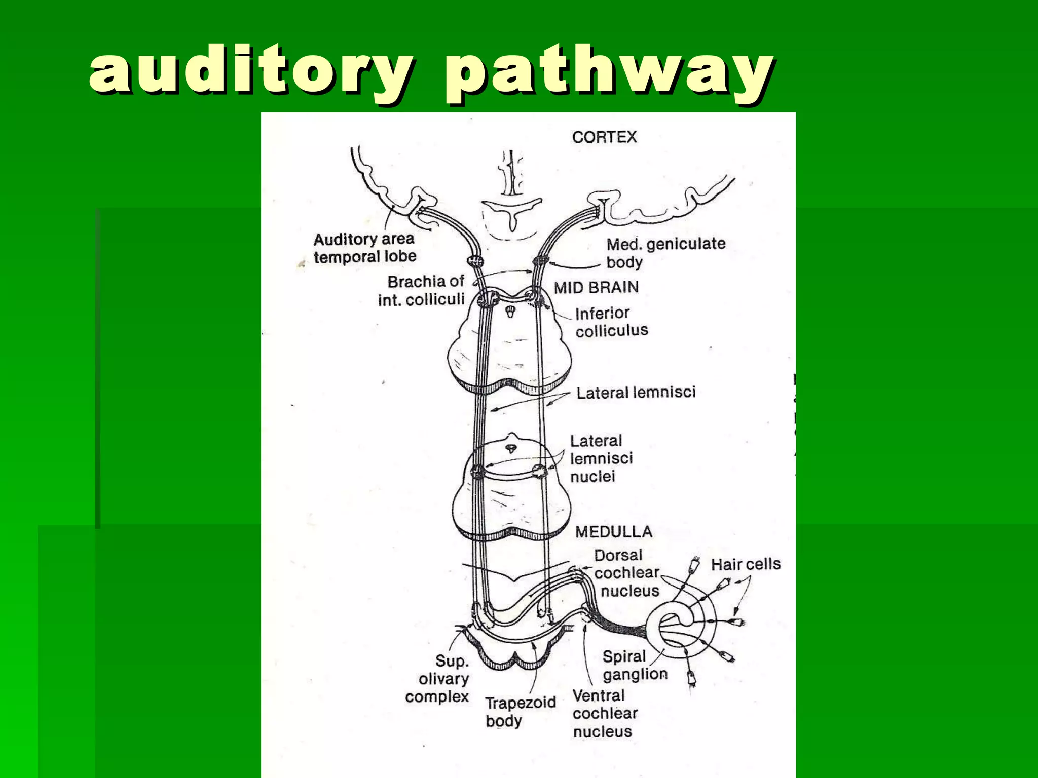 auditory pathway 