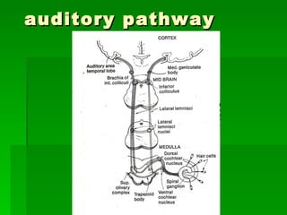 Auditory Processes Physiology Of Hearing | PPT