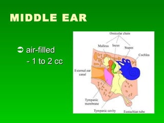 Physiology Of Hearing Slide 15