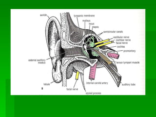 Physiology Of Hearing Slide 2