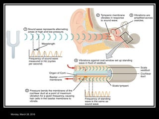 Physiology of hearing | PPT