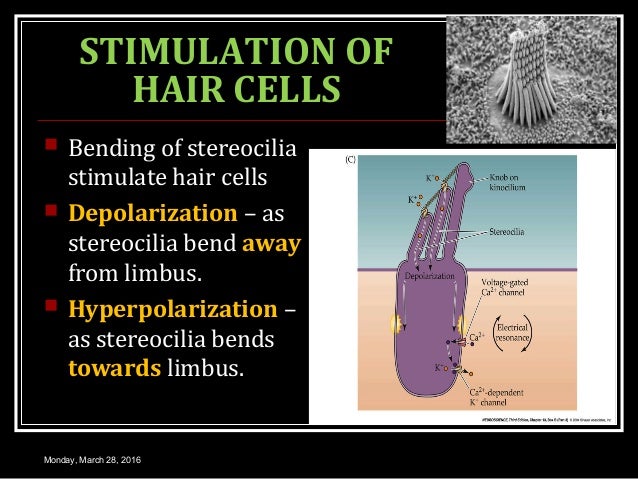 Physiology of hearing