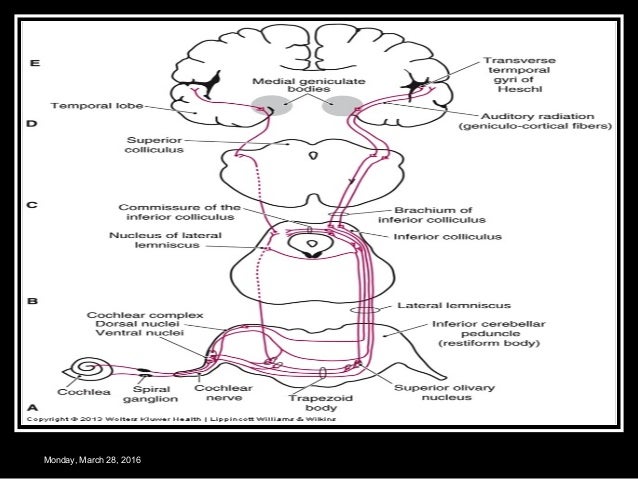 Physiology of hearing