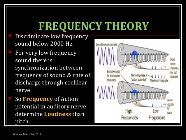 Physiology of hearing apex turn diagram 
