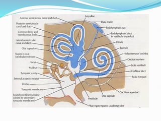 PHYSIOLOGY OF HEARING and its investigation and treatment and hearing ...