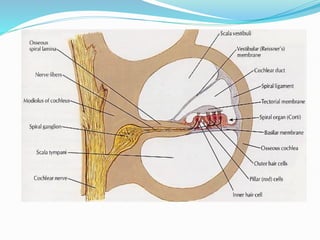 PHYSIOLOGY OF HEARING and its investigation and treatment and hearing ...
