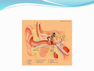 PHYSIOLOGY OF HEARING and its investigation and treatment and hearing ...