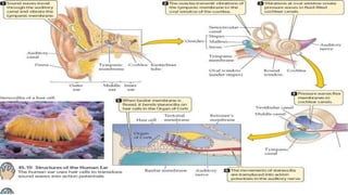 physiology of sound hearing and balance.pptx