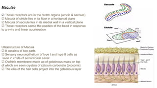 Macula In Ear physiology of hearing and vestibular system | PPTX