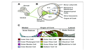 PHYSIOLOGY OF HEARING presentation for lecture | PPTX
