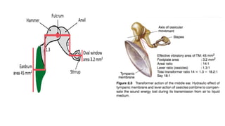 PHYSIOLOGY OF HEARING presentation for lecture | PPTX
